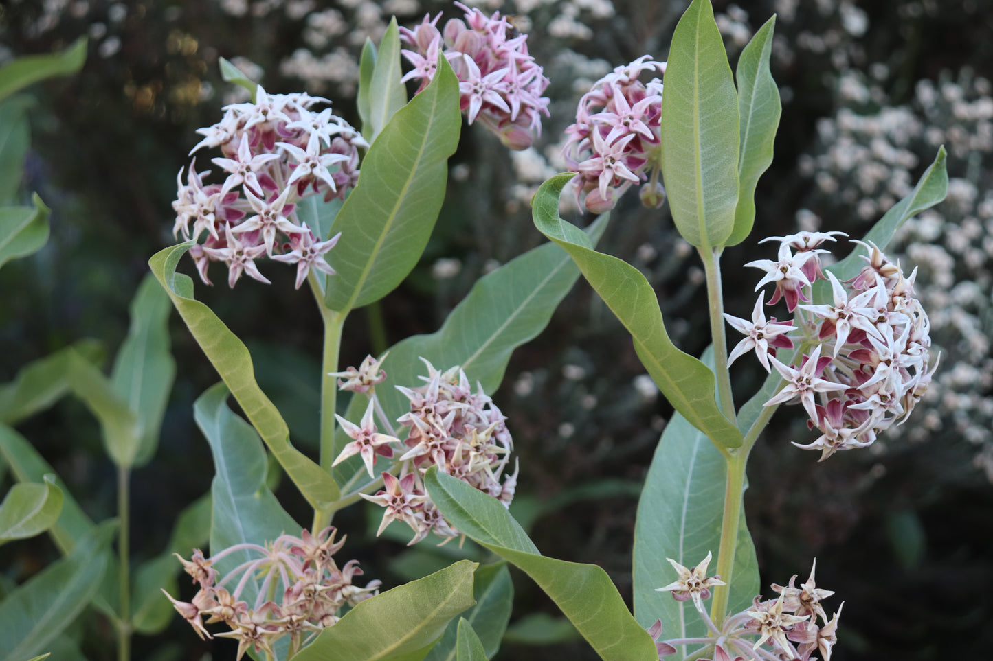 *RETAIL - Asclepias speciosa