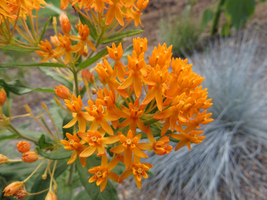 *RETAIL - Asclepias tuberosa