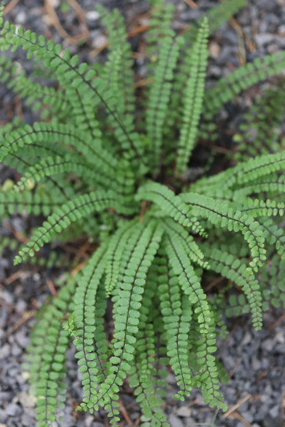 *RETAIL - Asplenium trichomanes