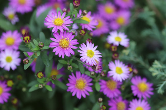 *RETAIL - Aster ageratoides var. ageratoides 'Ezo Murasaki'