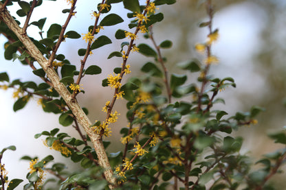 *RETAIL - Azara microphylla