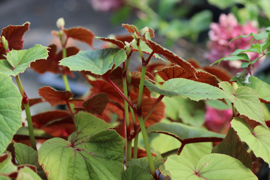 *RETAIL - Begonia grandis ssp. grandis - dark red