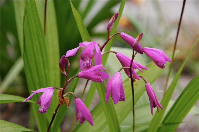 Bletilla striata [solid rose/purple]