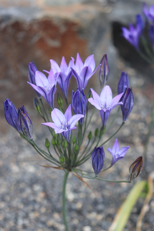 *RETAIL - Brodiaea laxa 'Queen Fabiola'