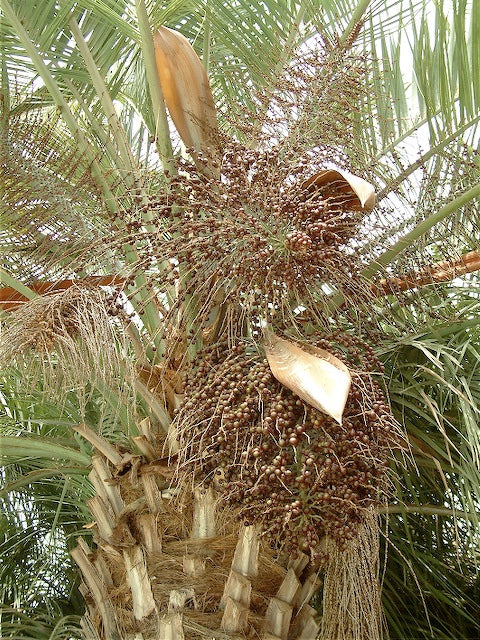 *RETAIL - Butia capitata - South Carolina Shell Station