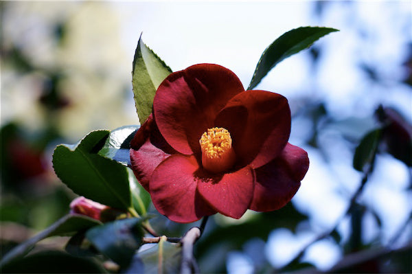 *RETAIL - Camellia japonica 'Black Magic'