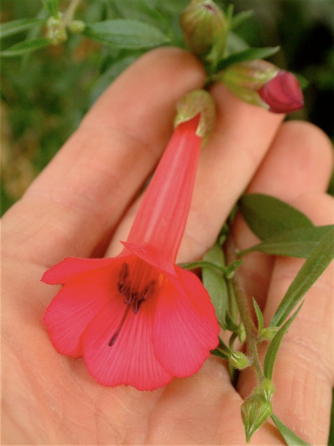 *RETAIL - Cantua buxifolia 'Hot Pants'