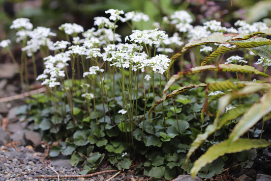 *RETAIL - Cardamine trifolia