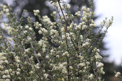 Ceanothus cuneatus