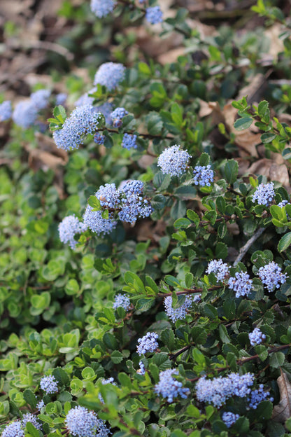 *RETAIL - Ceanothus gloriosus 'Point Reyes'