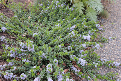 *RETAIL - Ceanothus gloriosus 'Point Reyes'