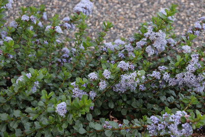 *RETAIL - Ceanothus gloriosus 'Point Reyes'