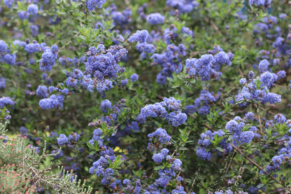 *RETAIL - Ceanothus gloriosus 'Point Reyes'