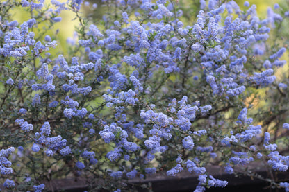 *RETAIL - Ceanothus 'Italian Skies'