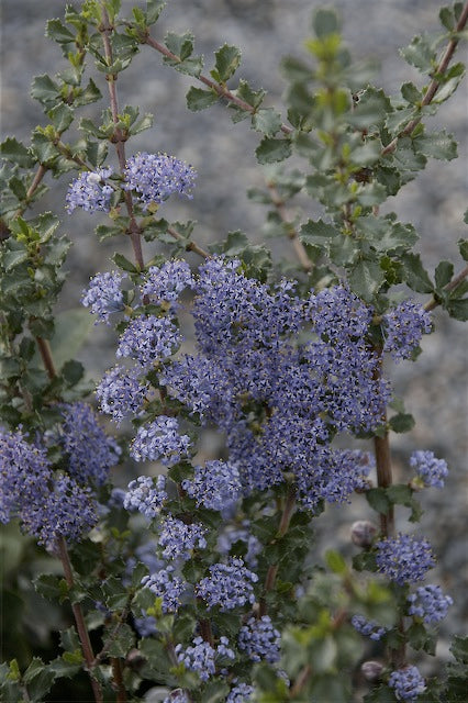 *RETAIL - Ceanothus 'Blue Jeans'