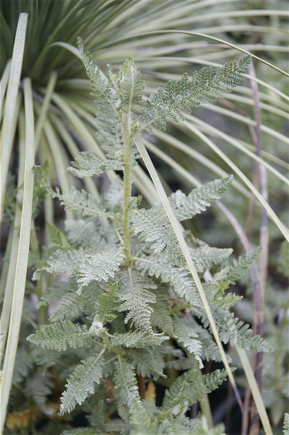 *RETAIL - Chamaebatiaria millefolium
