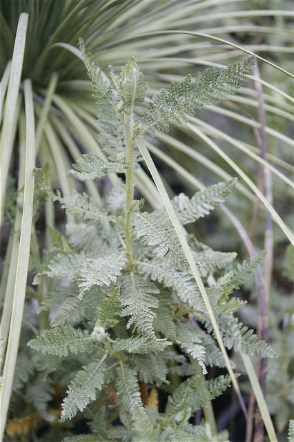 *RETAIL - Chamaebatiaria millefolium