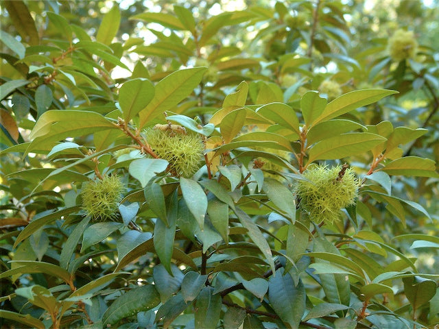 Chrysolepis chrysophylla