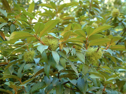 Chrysolepis chrysophylla