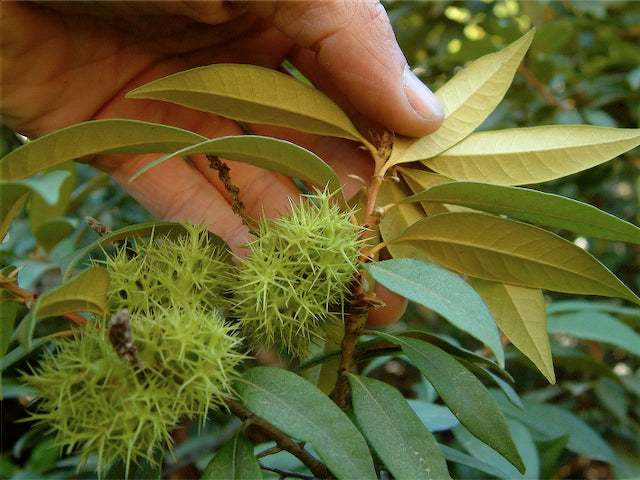 Chrysolepis chrysophylla