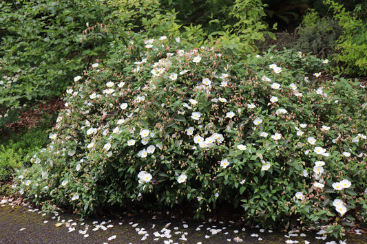 *RETAIL - Cistus x corbariensis