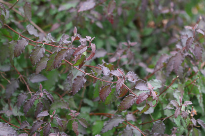 *RETAIL - Cistus x corbariensis