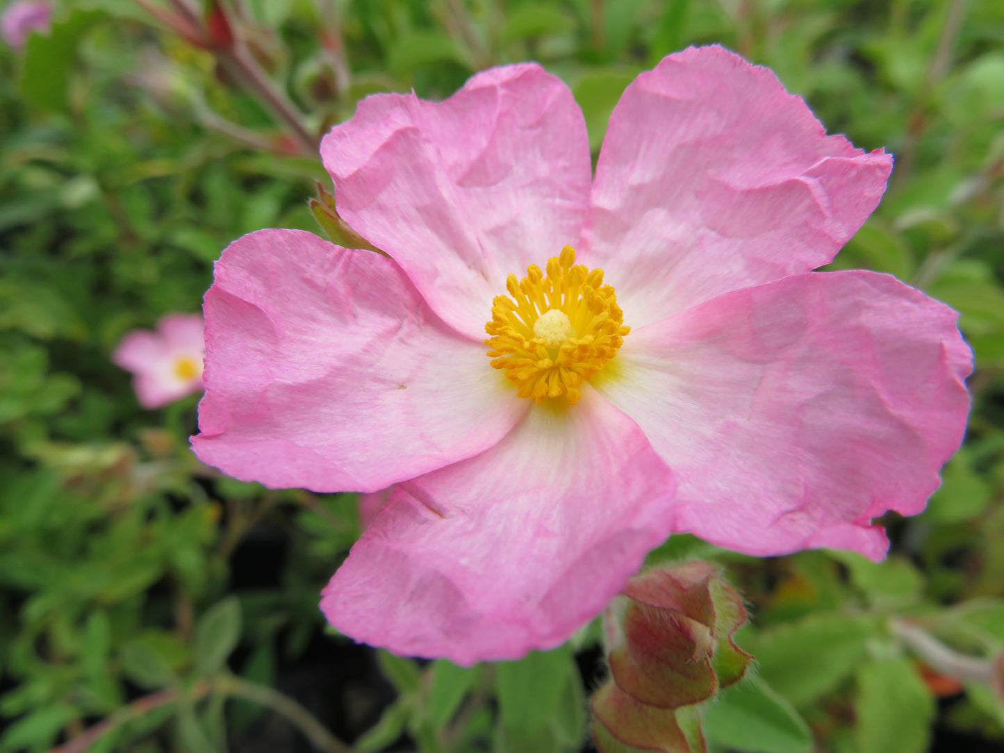 Cistus x lenis 'Grayswood Pink'