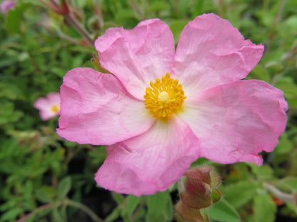 *RETAIL - Cistus x lenis 'Grayswood Pink'