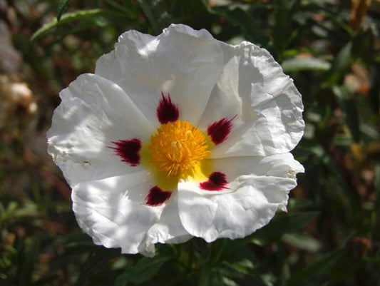 *RETAIL - Cistus x dansereaui 'Jenkyn Place'