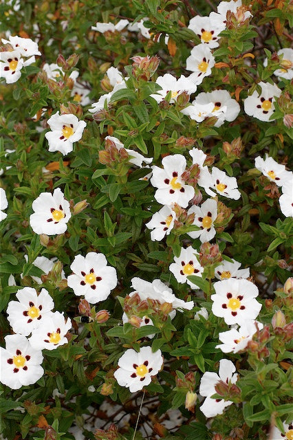 *RETAIL - Cistus 'Ann Baker'
