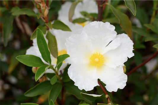 *RETAIL - Cistus ladanifer 'Bennett's White'