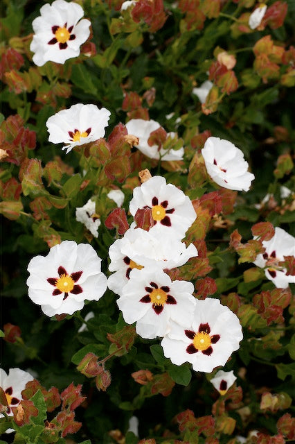 Cistus 'Snow Fire'