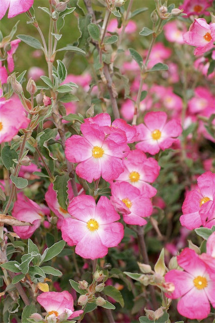 *RETAIL - Cistus 'Victor Reiter'