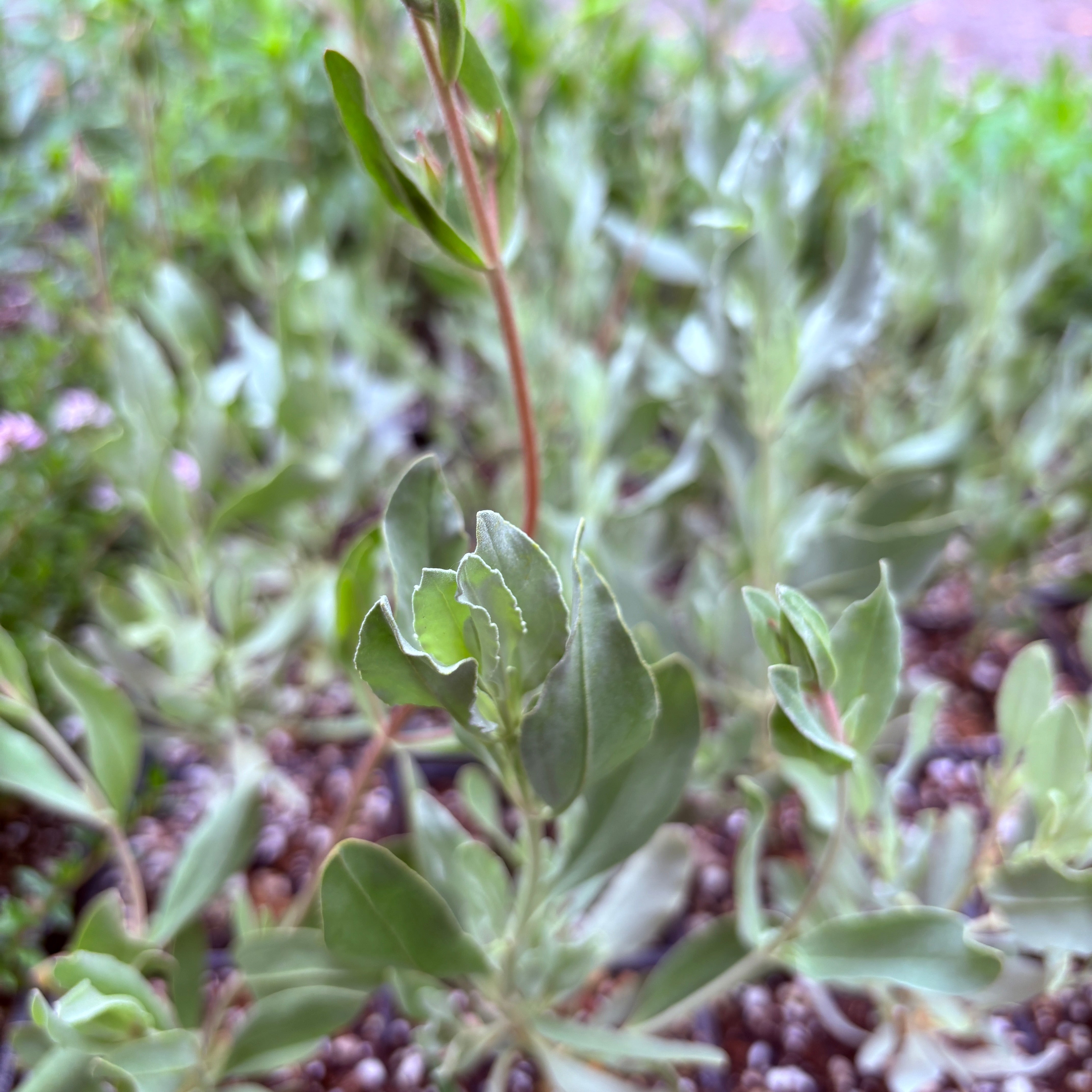 RETAIL - Cistus x tardiflorens – Cistus Nursery