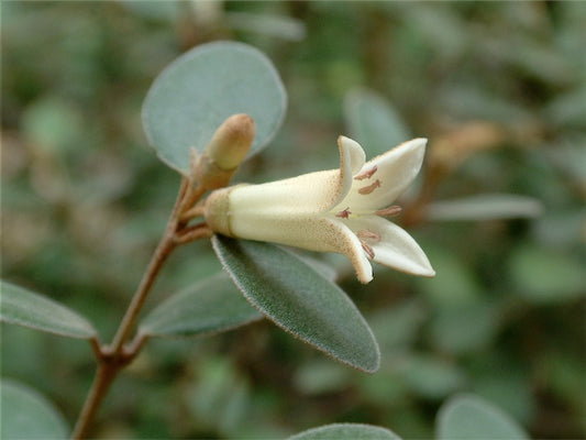 *RETAIL - Correa 'Ivory Bells'