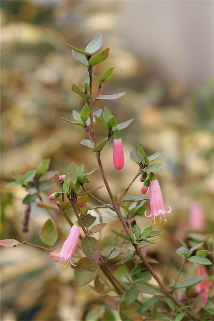 *RETAIL - Correa pulchella 'Pink Flamingo'