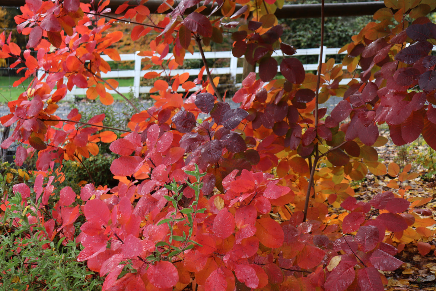 *RETAIL - Cotinus 'Grace'