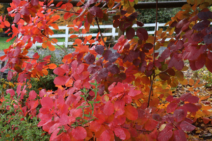 *RETAIL - Cotinus 'Grace'