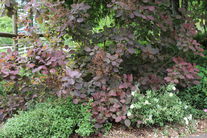 *RETAIL - Cotinus 'Grace'