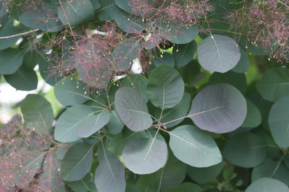 *RETAIL - Cotinus 'Grace'