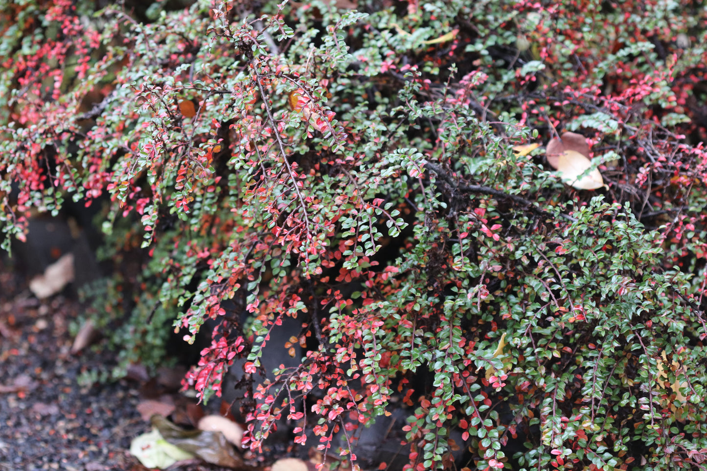*RETAIL - Cotoneaster apiculatus 'Tom Thumb'