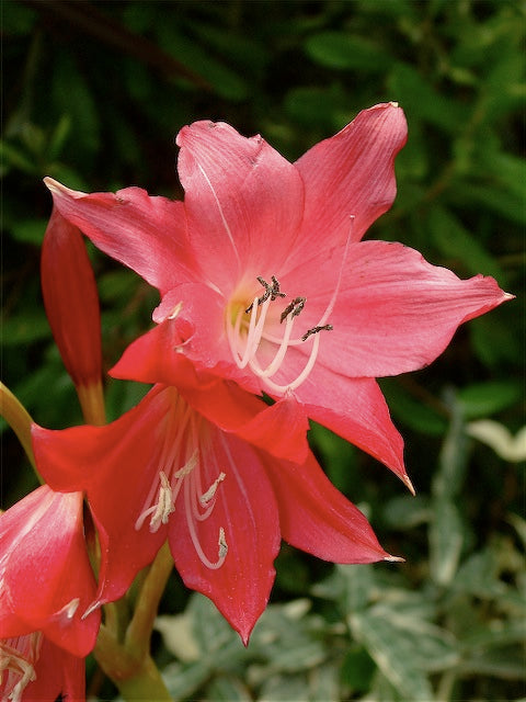 Crinum 'Ellen Bosanquet'