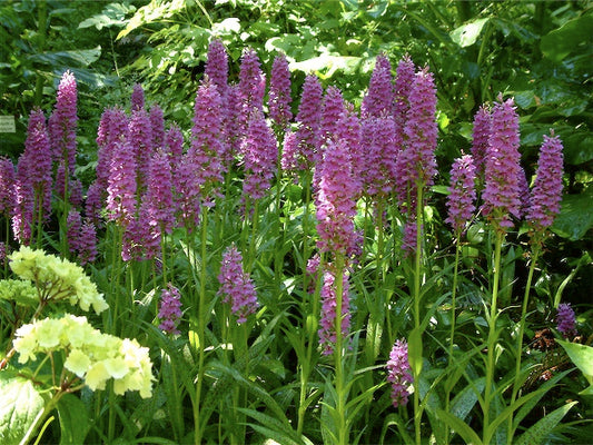 *RETAIL - Dactylorhiza maculata