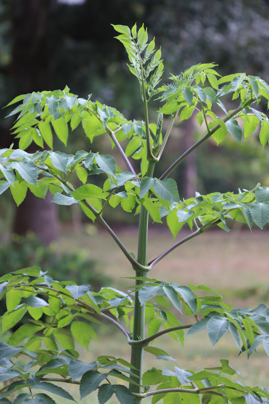 *RETAIL - Dahlia imperialis