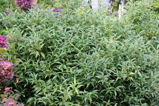 *RETAIL - Danae racemosa