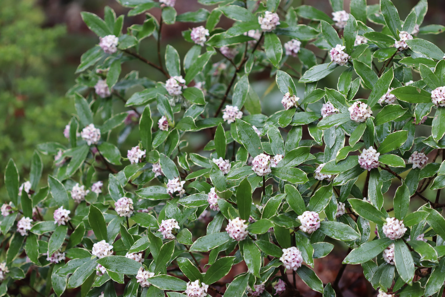 *RETAIL - Daphne odora 'Aureomarginata'