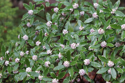 *RETAIL - Daphne odora 'Aureomarginata'