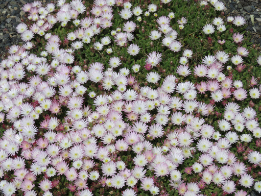 *RETAIL - Delosperma 'Oberg'