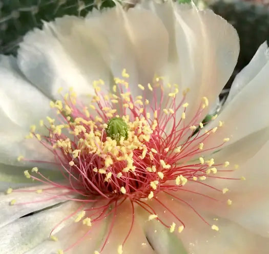 Opuntia polyacantha 'Crystal Tide'