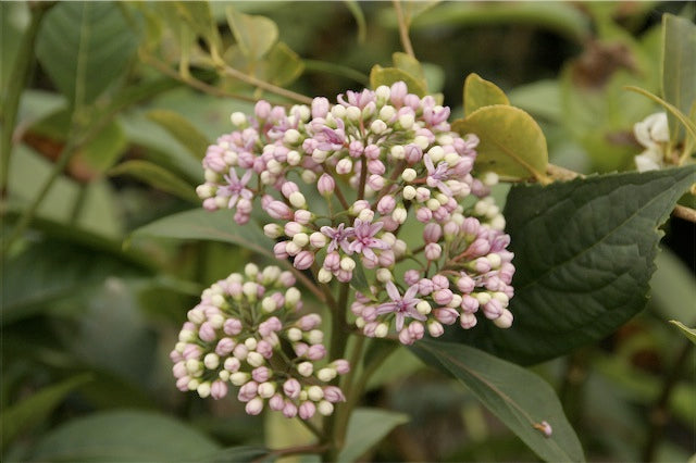 Dichroa versicolor 'Fan-Si-Pan Mauve'